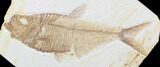 Nice, Diplomystus Fossil Fish - Wyoming #40755-1